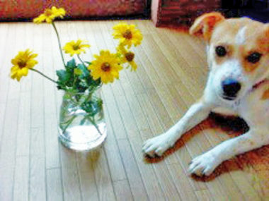 お花とひな