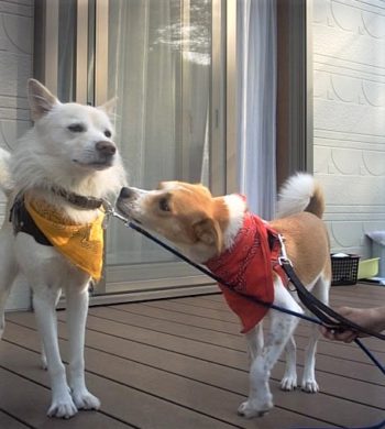 彼氏犬に顔を寄せるひな