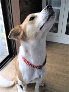 上のニオイを嗅ぐひな
