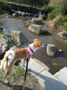 水際に立つひな