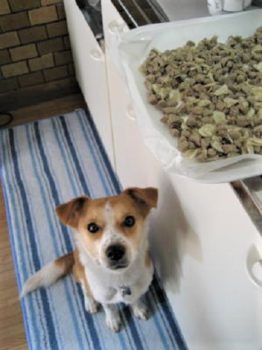 調理中のオヤツとひな