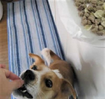 オヤツをもらうひな