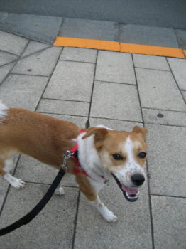 楽しそうに散歩中