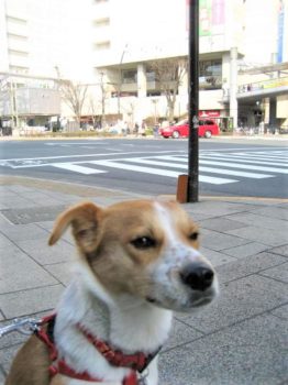 交差点でオスワリ