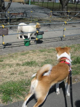 ポニーを見つめるひな
