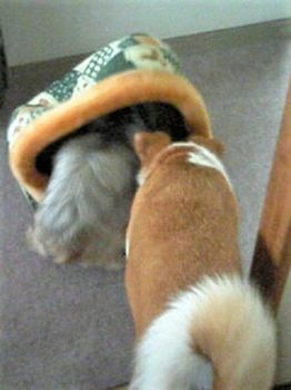 一緒に探索中のヨーキとひな