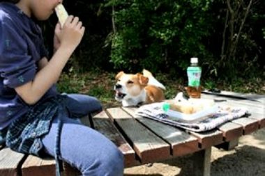 h7092 子供が食べているのを見つめるひな