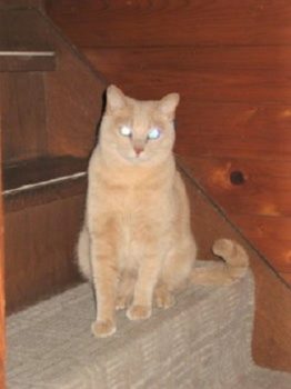 h_10030 階段上の猫