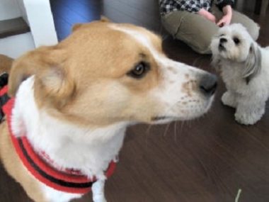 h_10034 吠えられても無視するひな