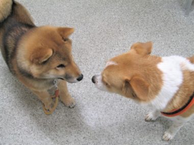 h_11003 シバとひな