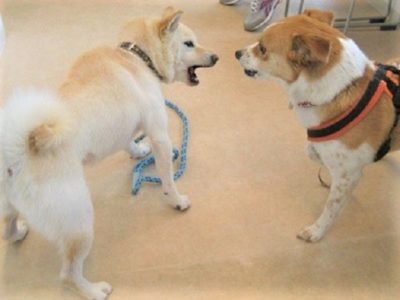 h_11065 言い合いの最中のひなとシバ