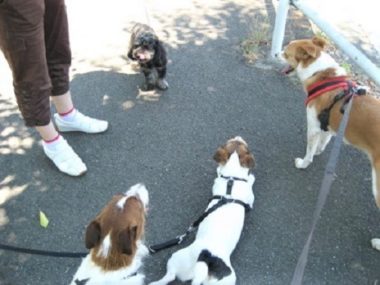 h_11103 4頭の犬たち