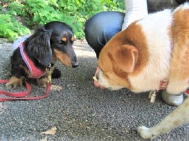 h_11105 順番にオヤツをもらうひなとダックス