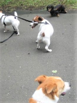 h_11123 4頭の犬たち