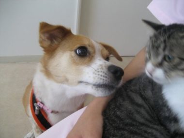 h_11171 猫を見つめるひな