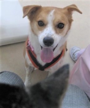h_11172 猫を見つめるひな
