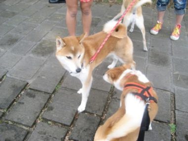 h_11191 シバとひな