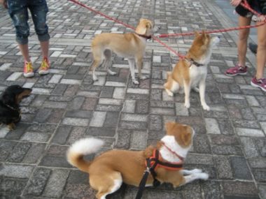 h_11193 4頭の犬たち
