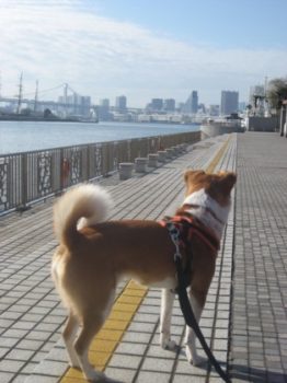 h_12001 遠くを眺めるひな