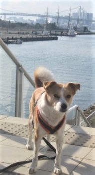 h_12002 海をバックに立つひな