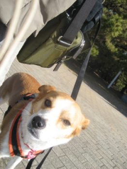 h_12012 やや不満顔のひな