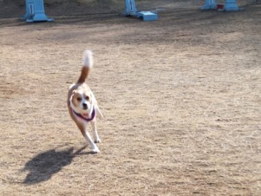 h_12027 ひな、ダッシュ!