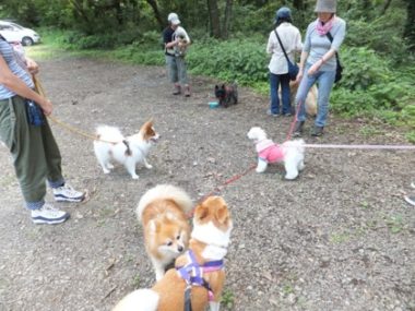 h_12045 5頭の犬たち