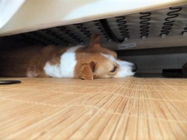 h_12061 ソファー下で寝るひな