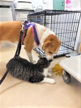 h_12066 猫とひな