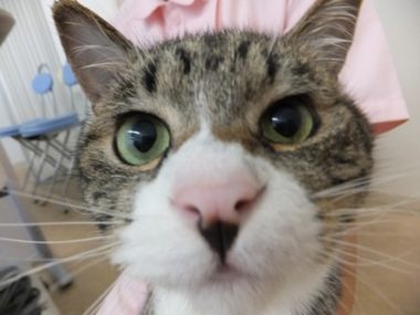 h_12068 猫