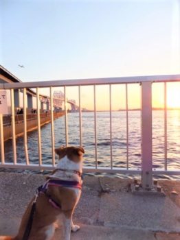 h_12094 夕日とひな