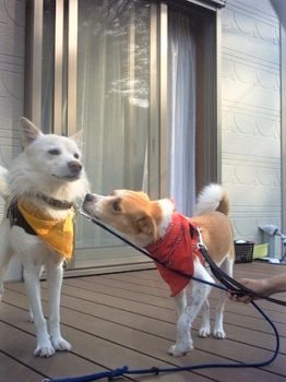 h_12097 ひなと彼氏犬
