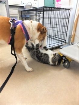 h_12113 猫パンチされるひな
