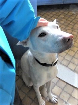 h_12116 頭を撫でられるシロ