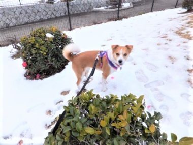 h_13011 雪の上に立つひな