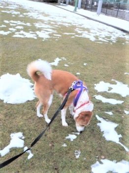 h_13012 芝生に残る雪をチェック中