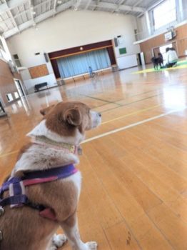 h_13023 体育館で待機中のひな