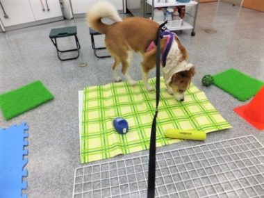 環境刺激を確認中