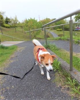 h_13032 公園を散歩中