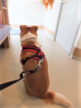 h_13034 不安げなオスワリ後姿