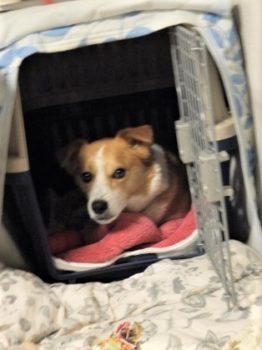 h_13047 ケージの中からコチラを見る