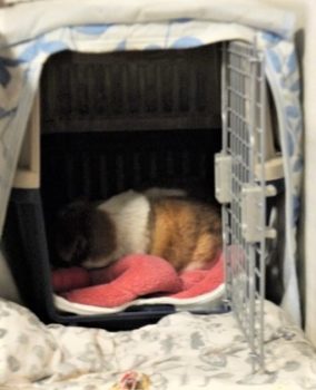 h_13048 ケージの中で爆睡中