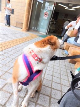 h_13058 お店前で留守番中