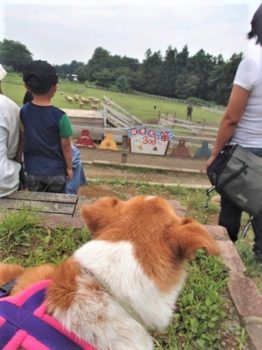 h_13059 牧羊犬の働きを見るひな