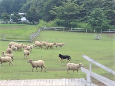 羊たちと牧羊犬