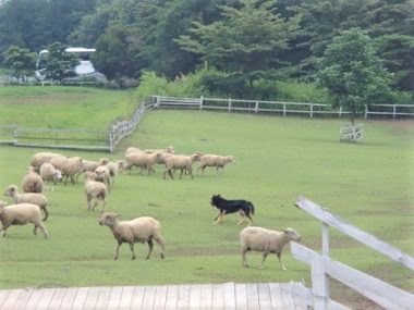 h_13059a 羊たちと牧羊犬