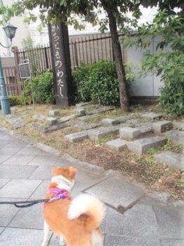 h_13060 勝鬨橋付近を散歩中