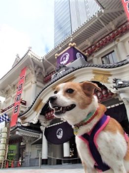 h_13063 歌舞伎座で記念撮影