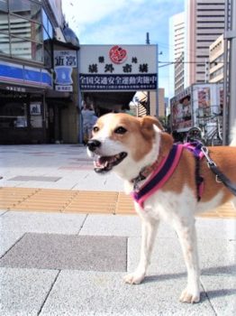 h_13066 築地市場で記念撮影