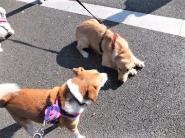 h_13070 ひなに怒られるゴールデン